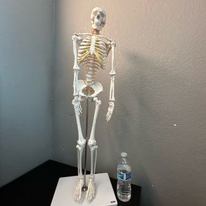 Skeleton Model